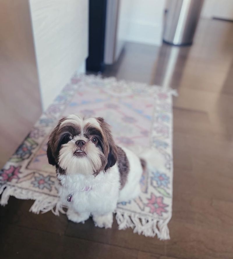 Shih Tzu