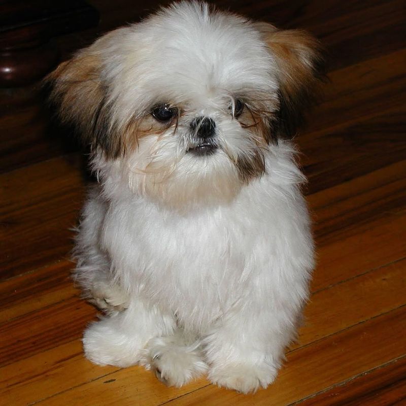 Shih Tzu