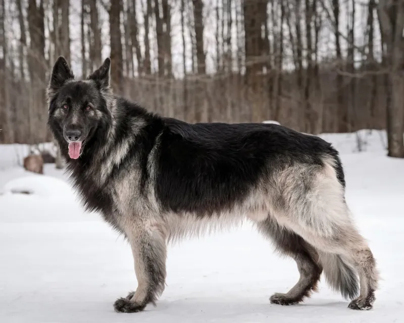 Shiloh Shepherd