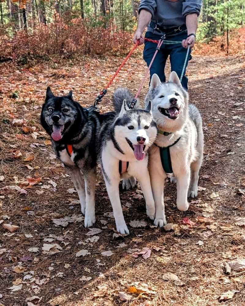 Siberian Husky