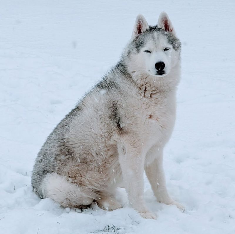 Siberian Husky