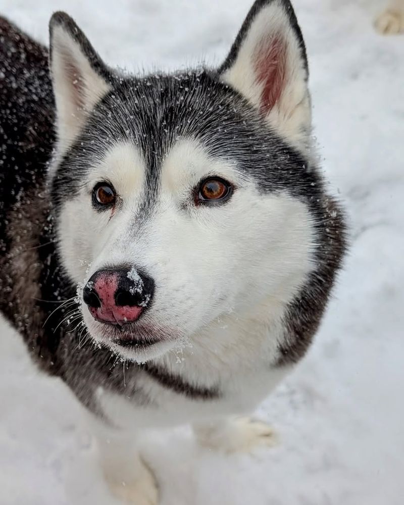 Siberian Husky