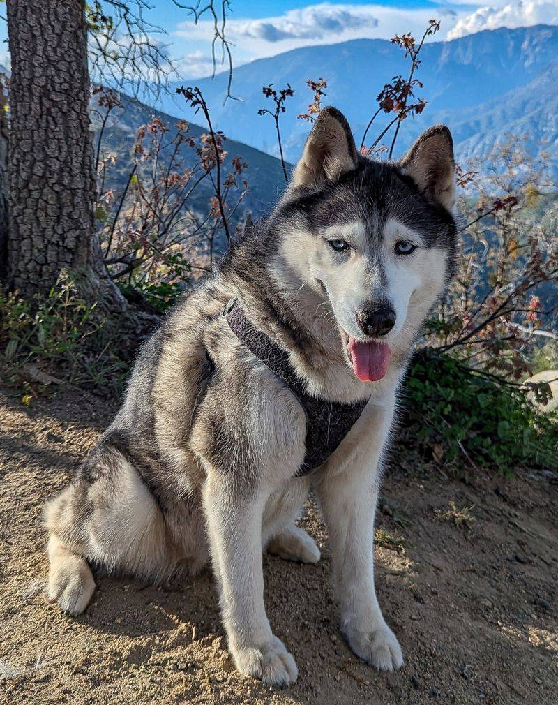 Siberian Husky