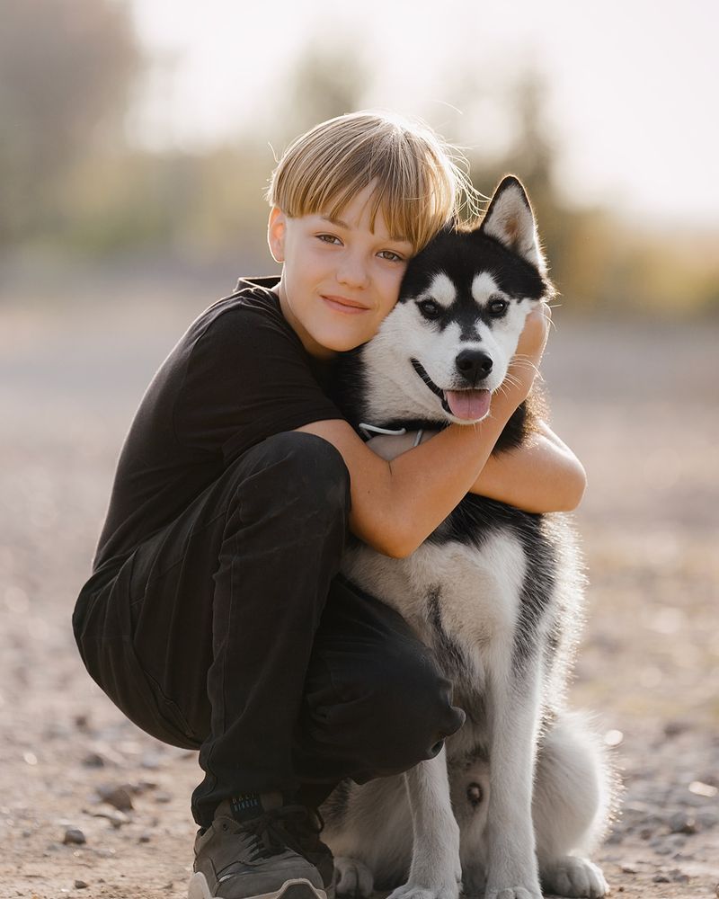 Siberian Husky