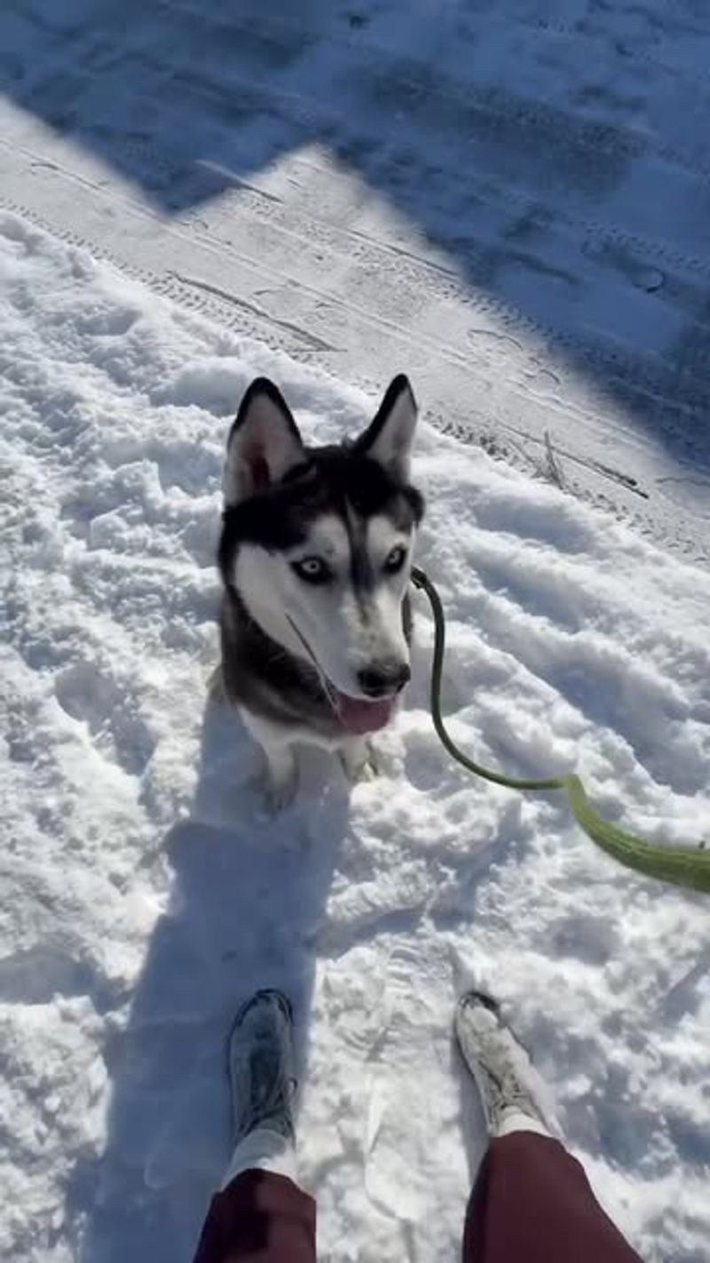 Siberian Husky
