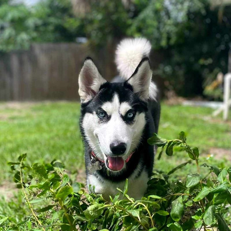 Siberian Husky