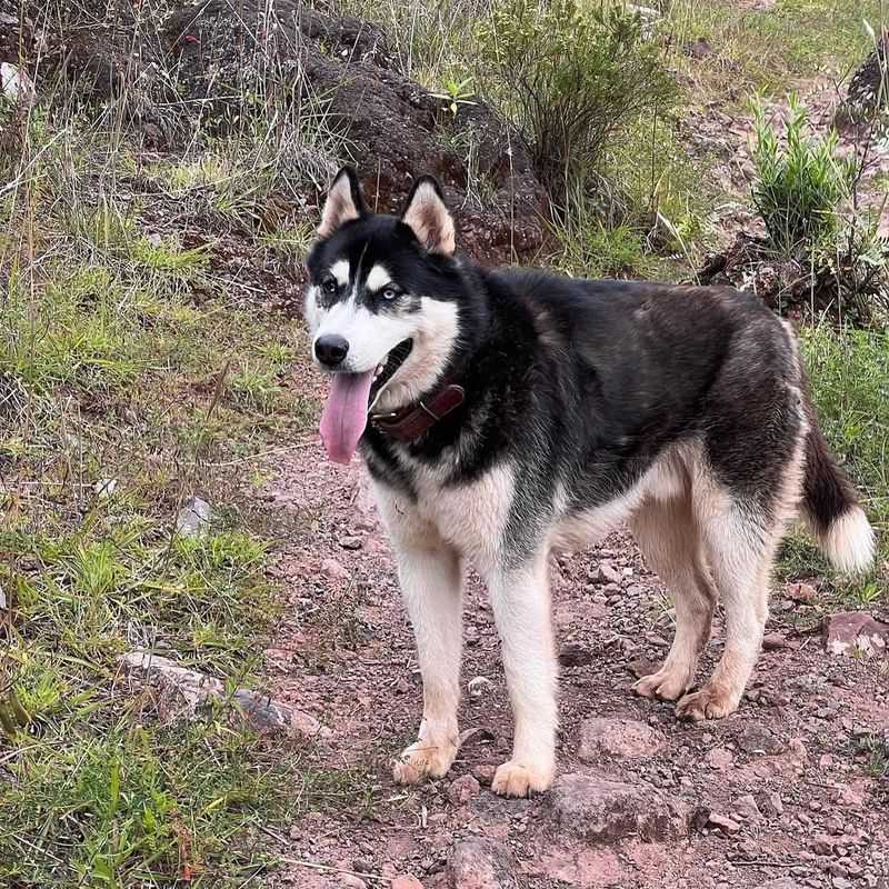 Siberian Husky