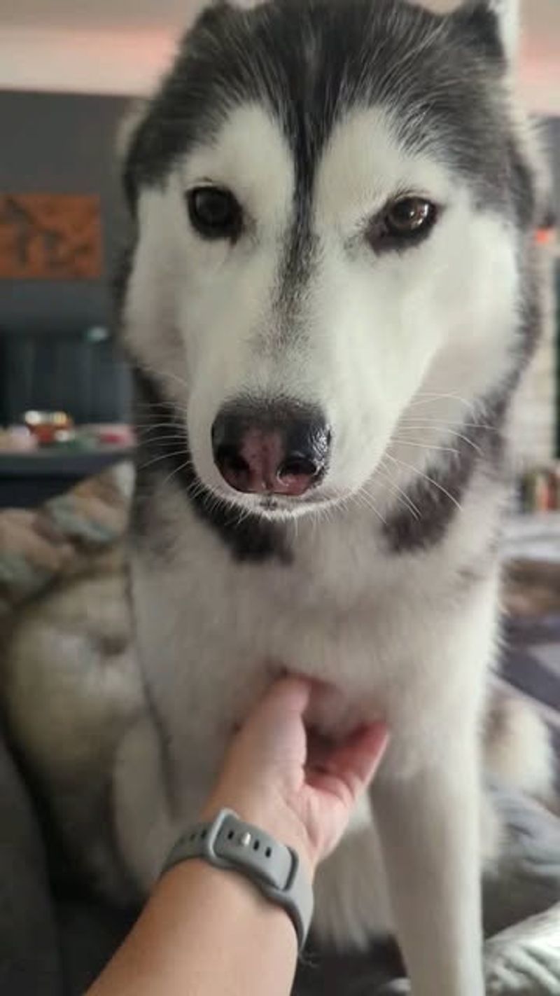 Siberian Husky