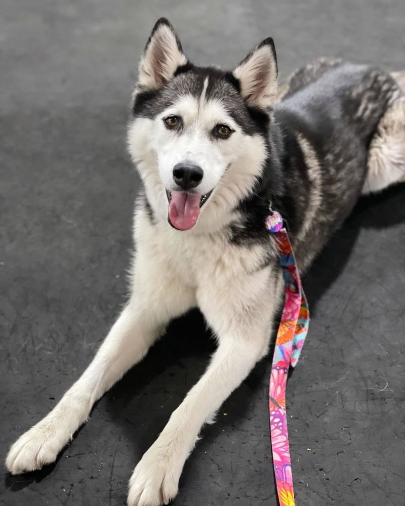 Siberian Husky