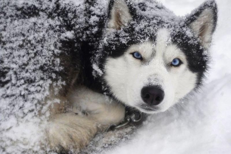 Siberian Husky