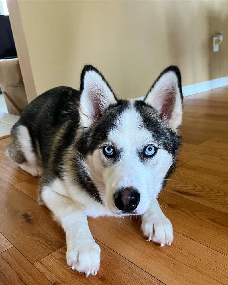 Siberian Husky