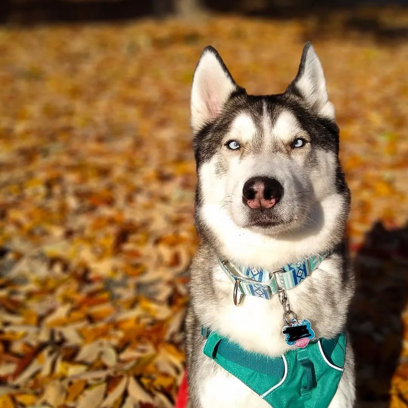 Siberian Husky