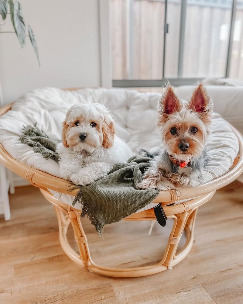 Silky Terrier