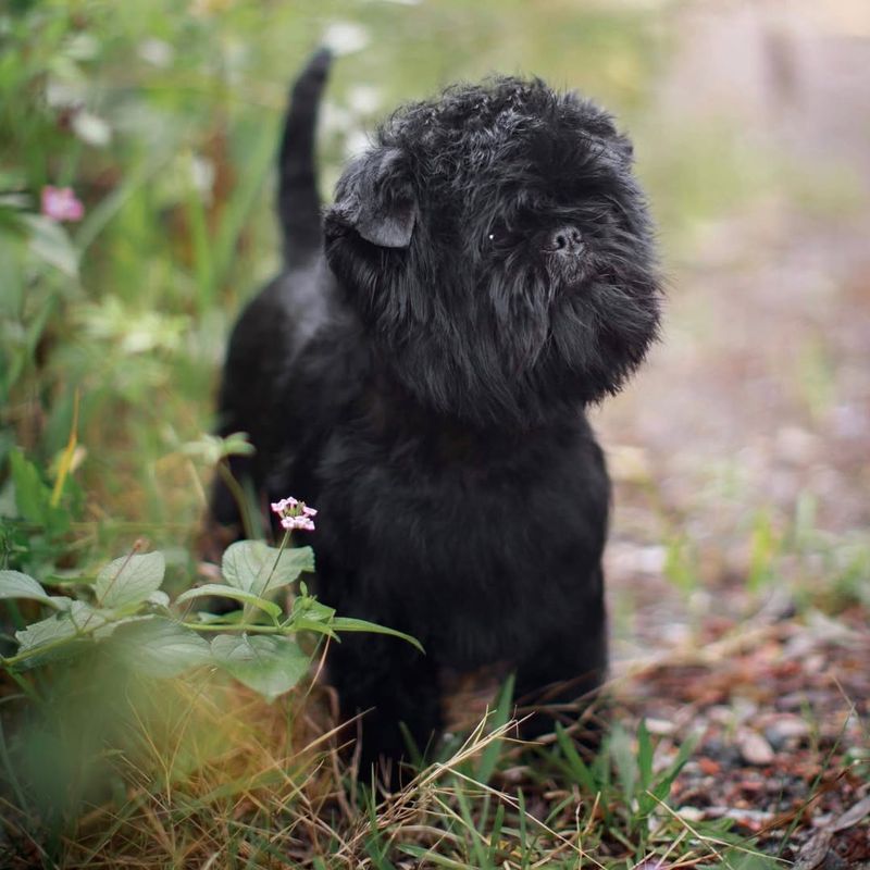 Affenpinscher