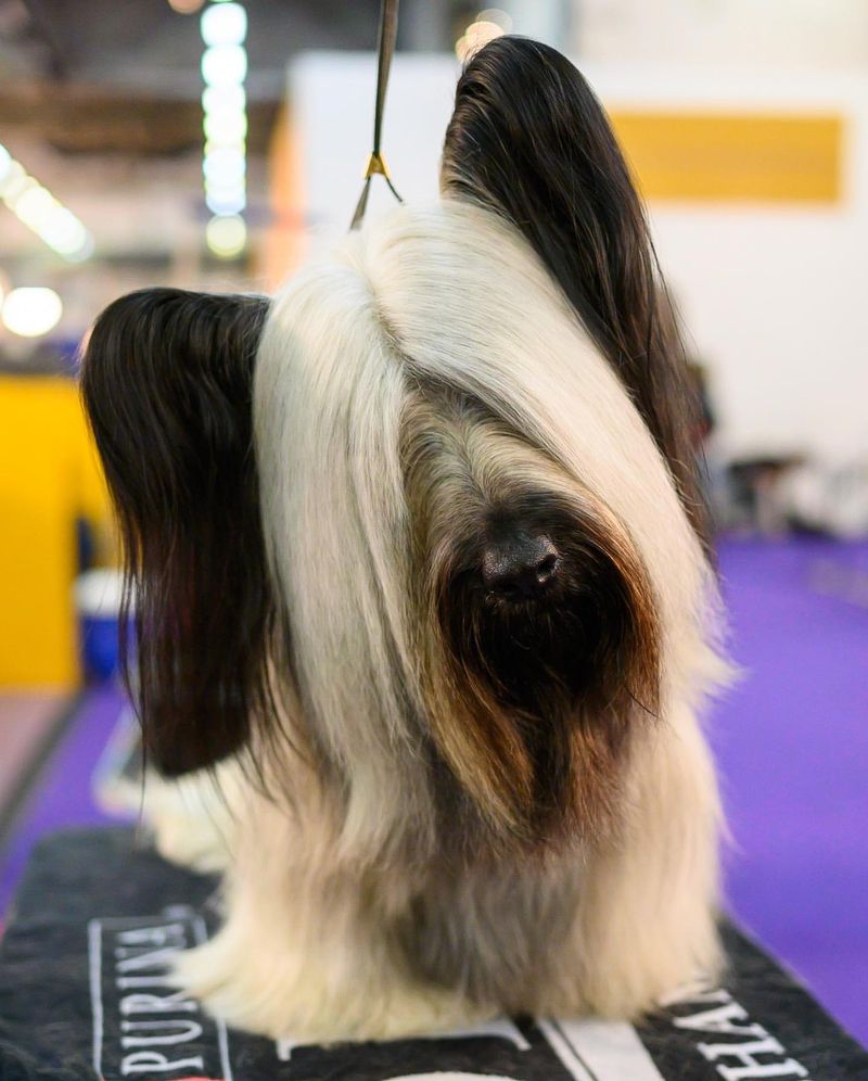 Skye Terrier