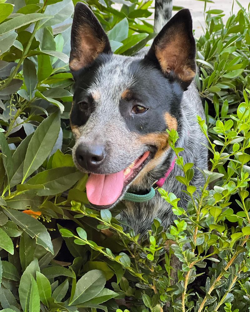 Smart and Trainable: The Intelligence of Blue Heelers