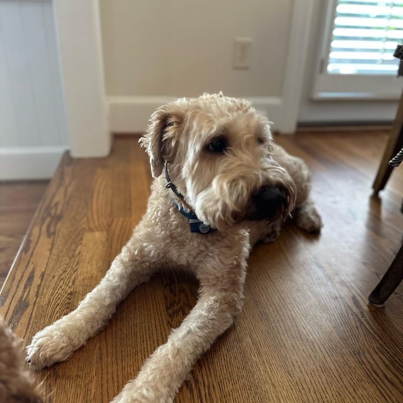 Soft Coated Wheaten Terrier