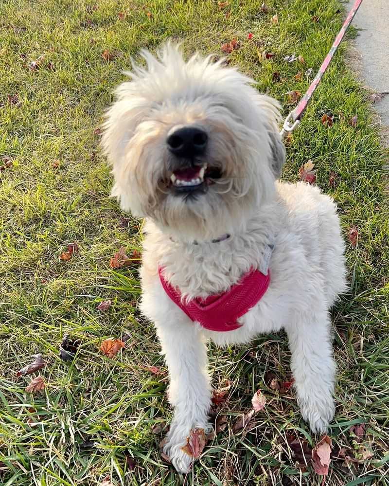 Soft Coated Wheaten Terrier