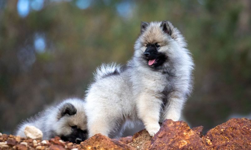 Keeshond