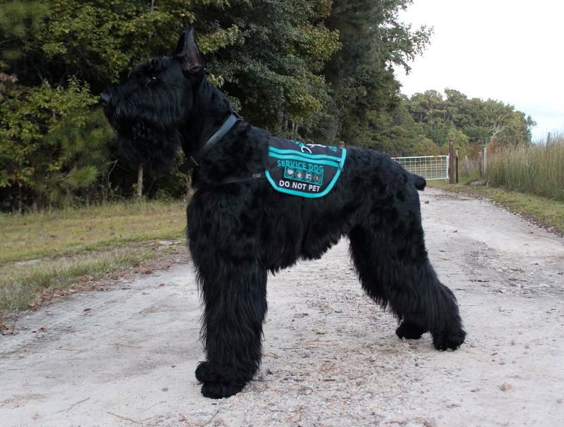 Giant Schnauzer