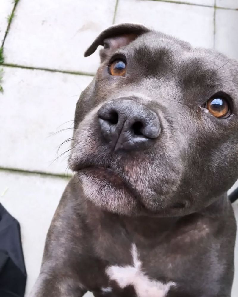 Staffordshire Bull Terrier