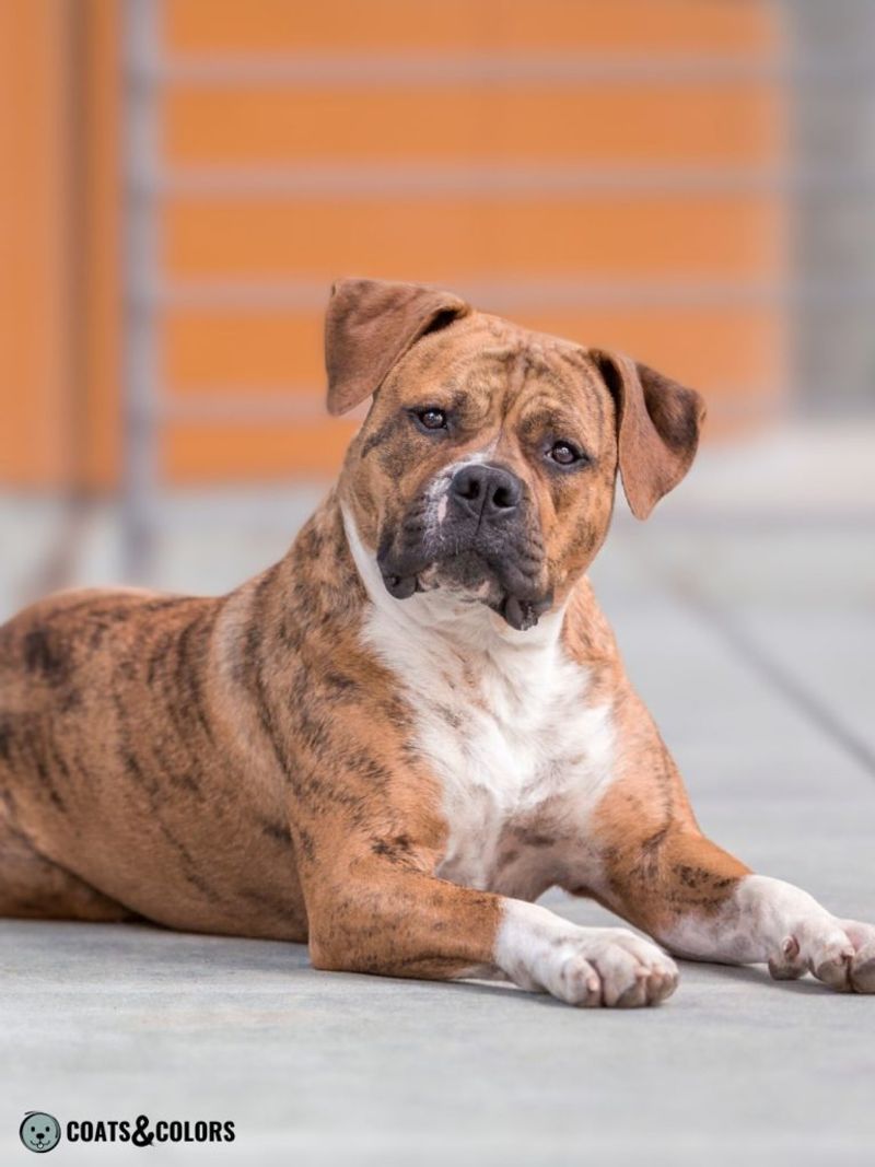 Surprisingly Smart: The Intelligence of the American Bulldog