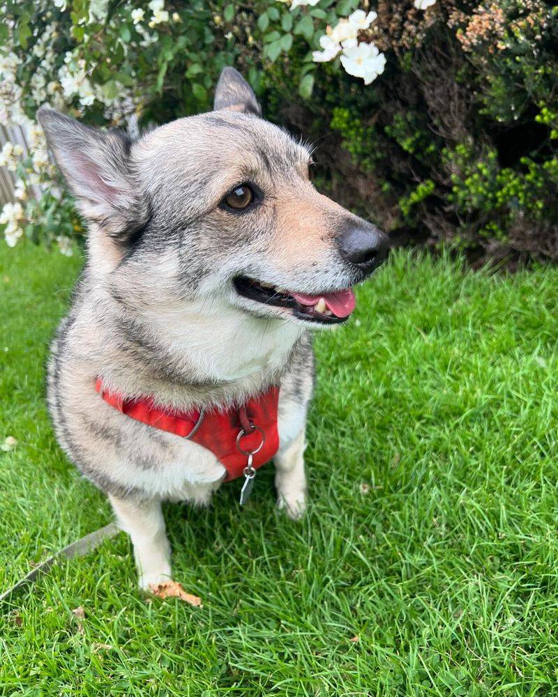 Swedish Vallhund