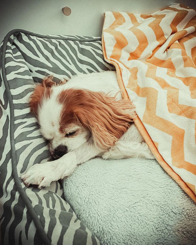 Tail Wagging Under a Blanket