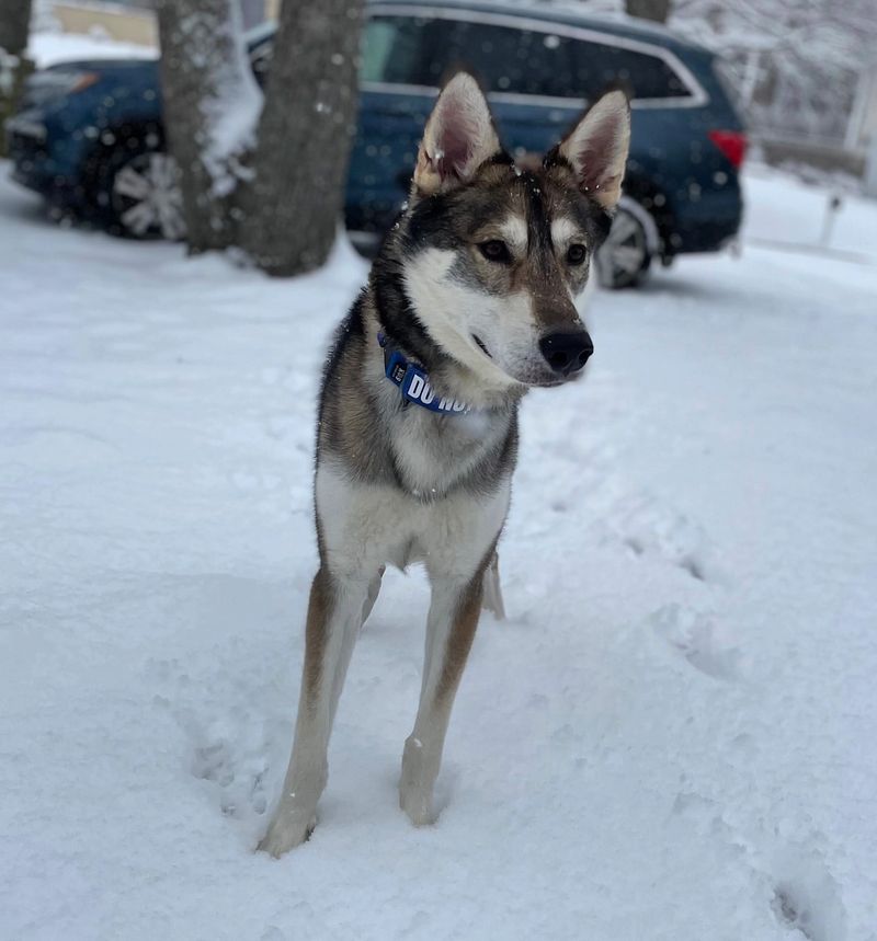 Tamaskan Dog