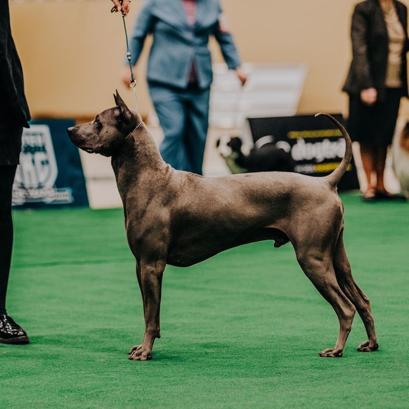 Thai Ridgeback