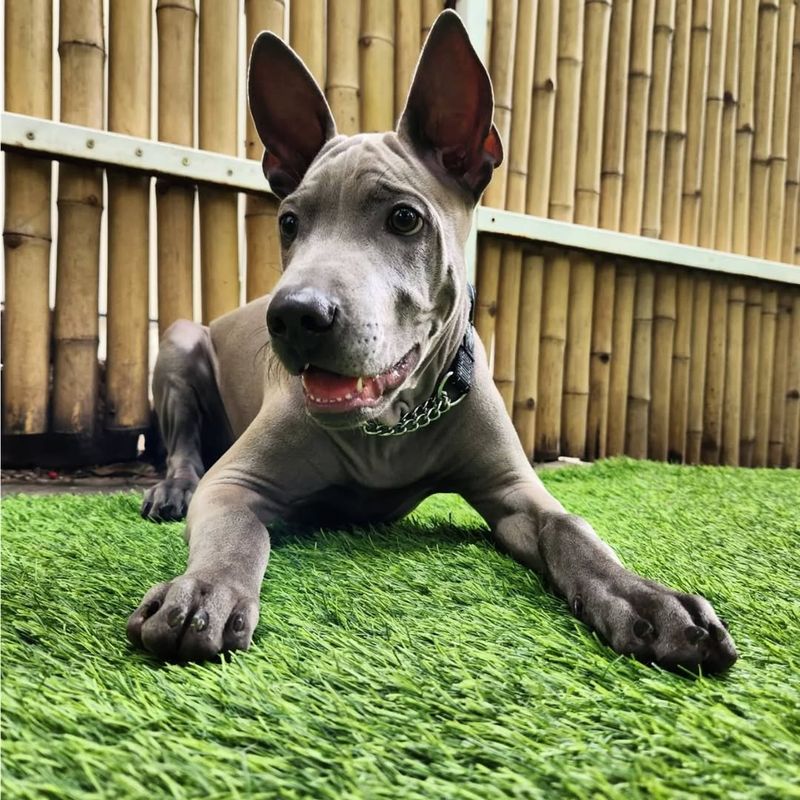 Thai Ridgeback