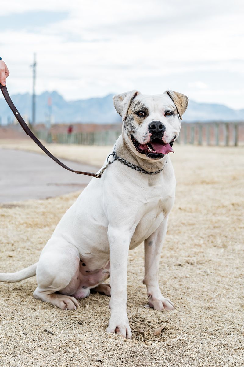 The American Bulldog: A Mix of Strength, Loyalty, and Heritage