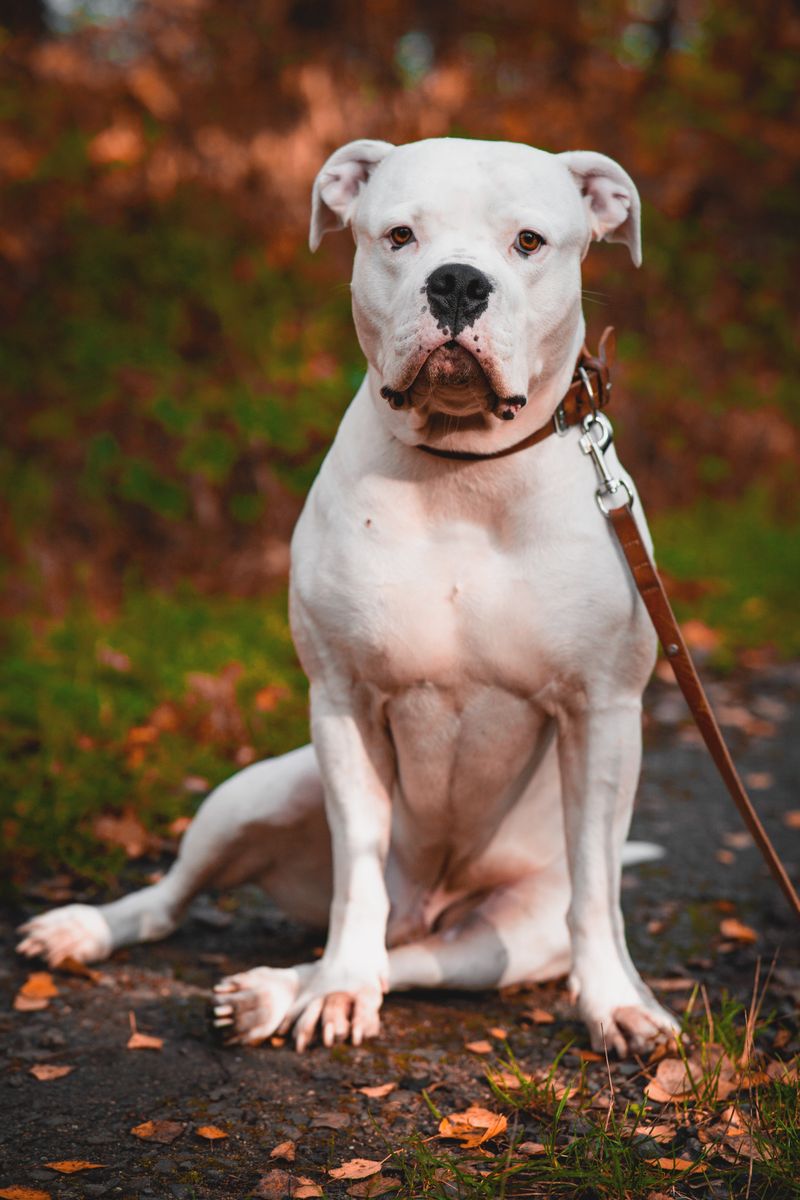 The Key to Success: Why American Bulldogs Thrive with Routine Training