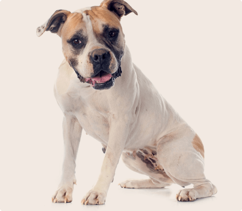 The Perfect Match: Why Active Owners Love American Bulldogs