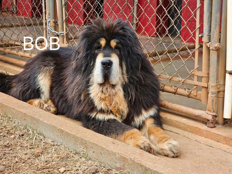 Tibetan Mastiff