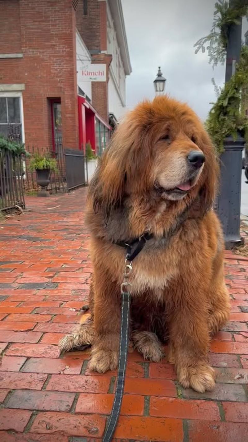 Tibetan Mastiff