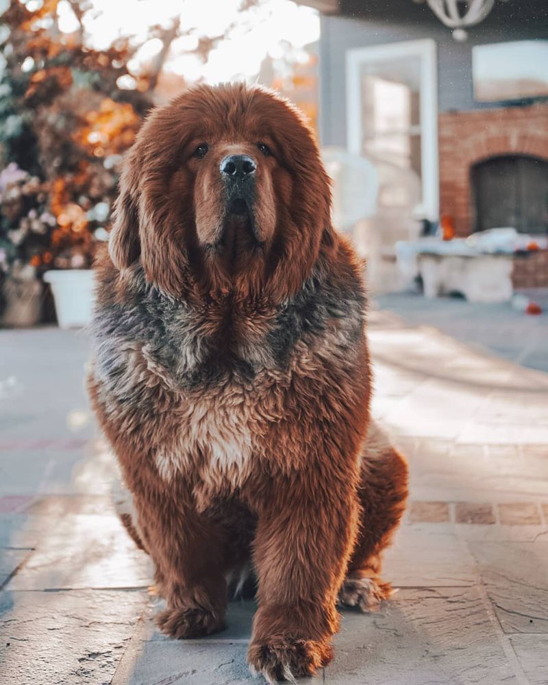 Tibetan Mastiff