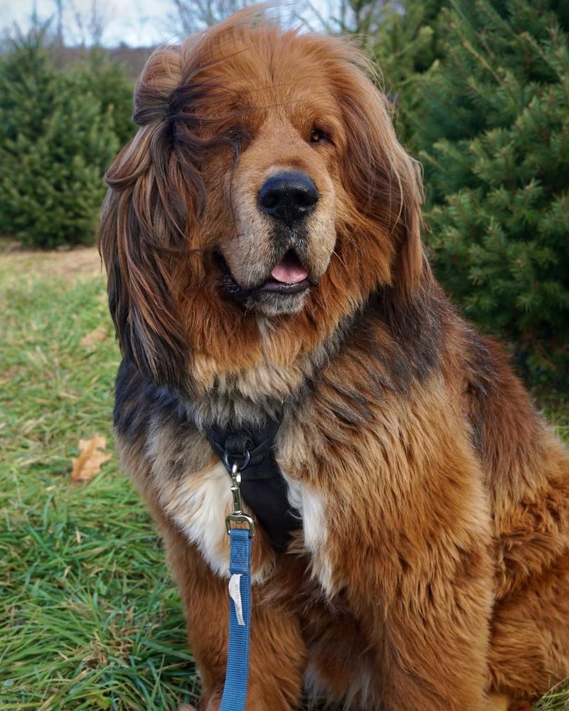 Tibetan Mastiff