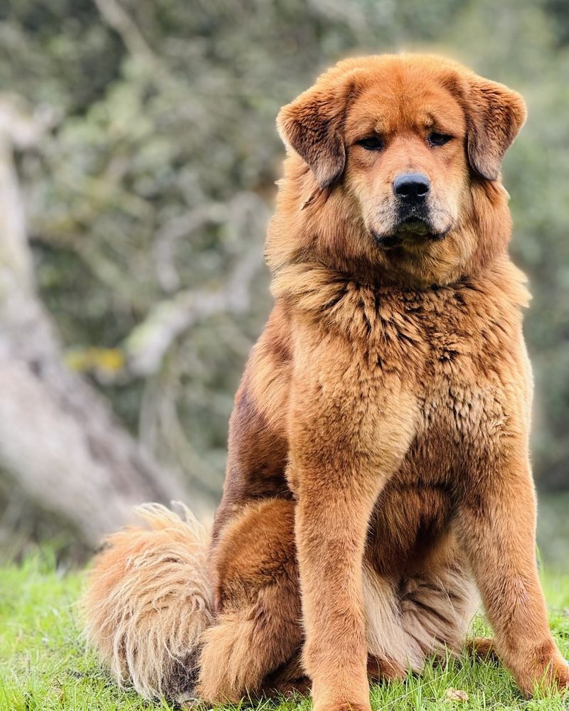 Tibetan Mastiff