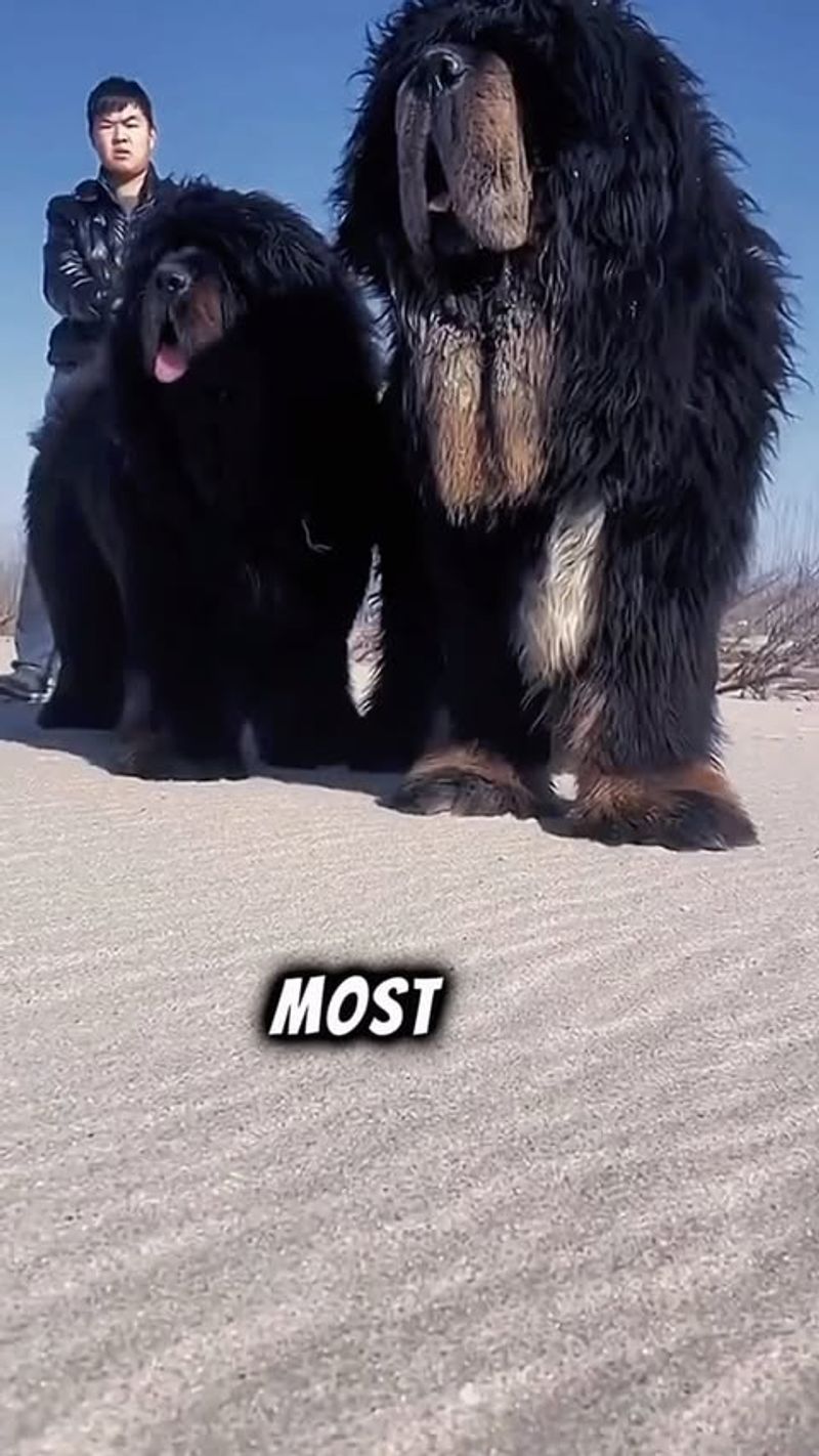 Tibetan Mastiff