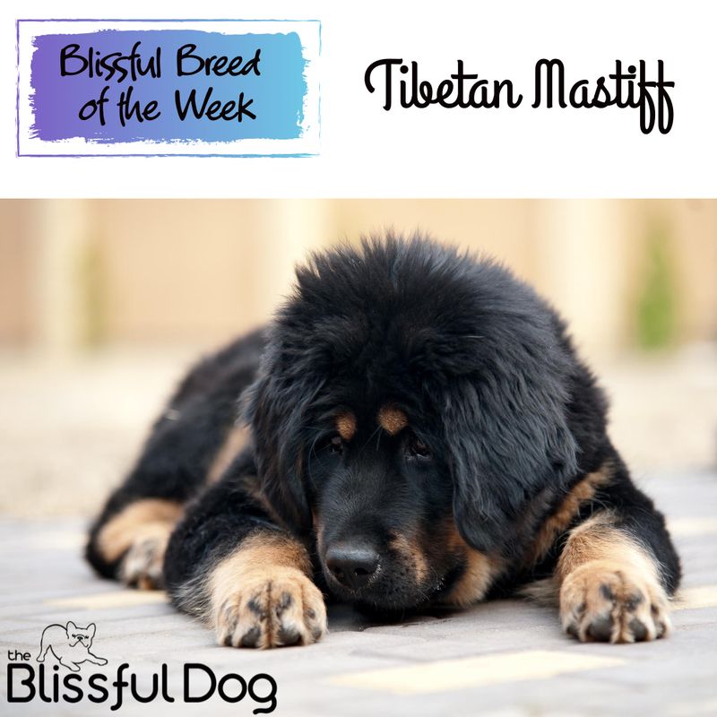 Tibetan Mastiff