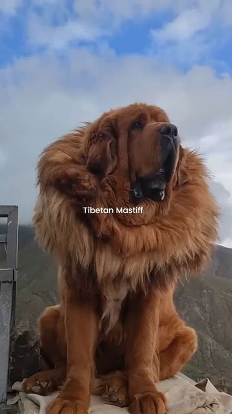 Tibetan Mastiff