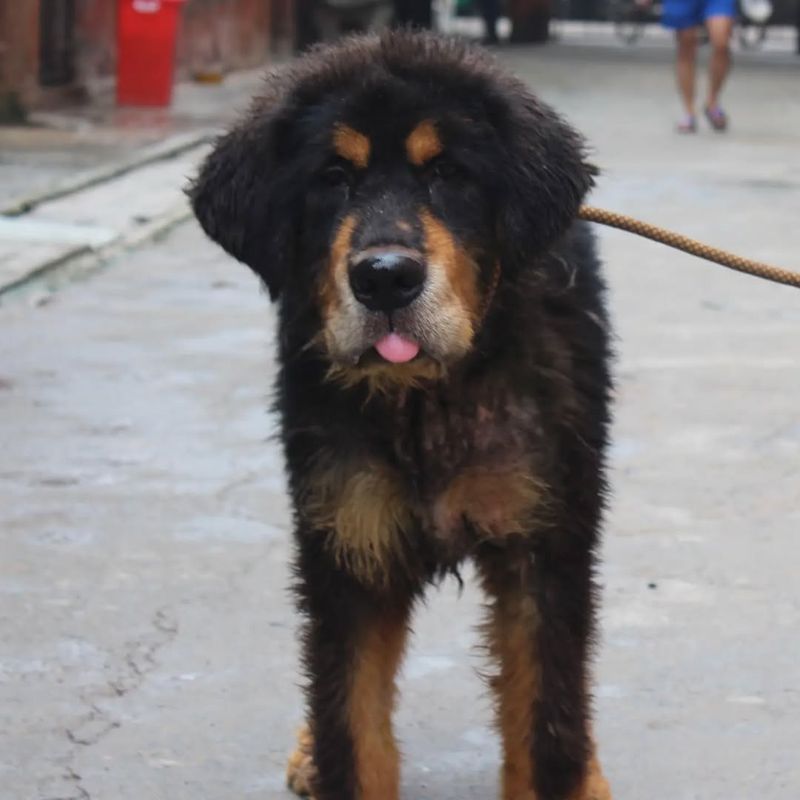 Tibetan Mastiff