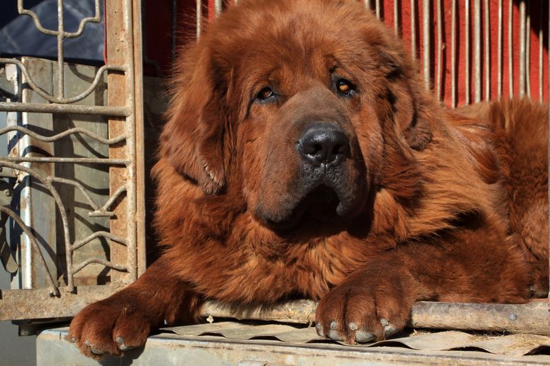 Tibetan Mastiff