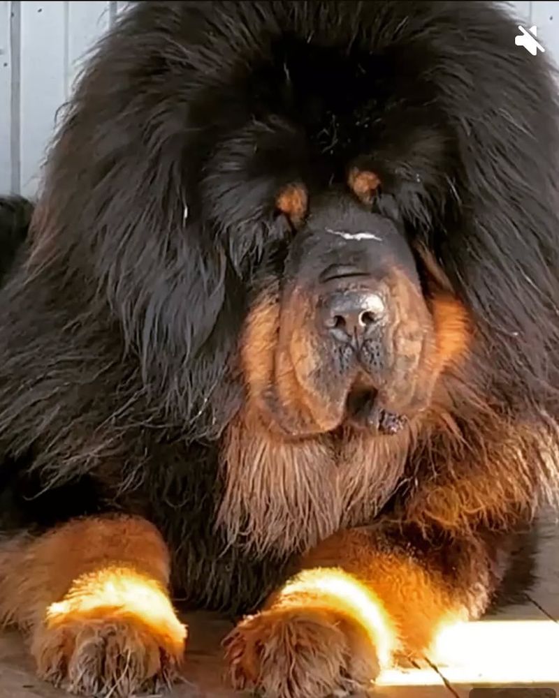 Tibetan Mastiff