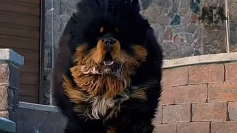 Tibetan Mastiff