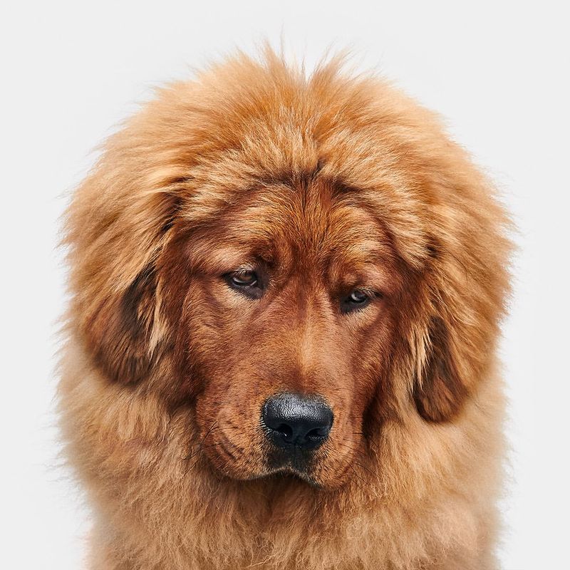 Tibetan Mastiff