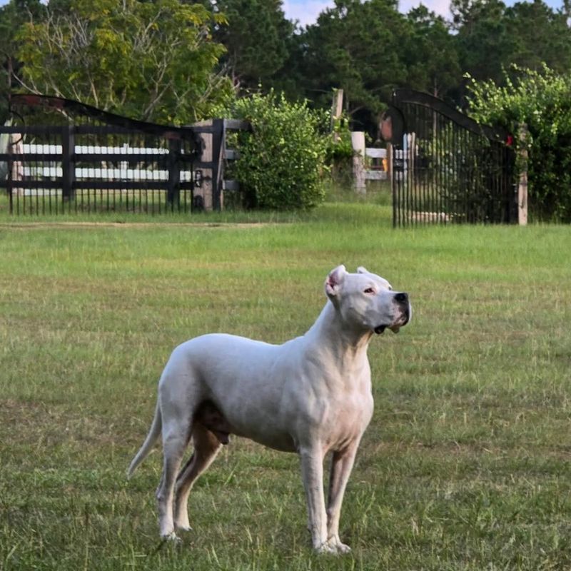 Dogo Argentino