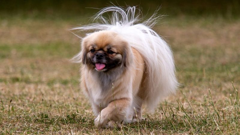 Tibetan Spaniel