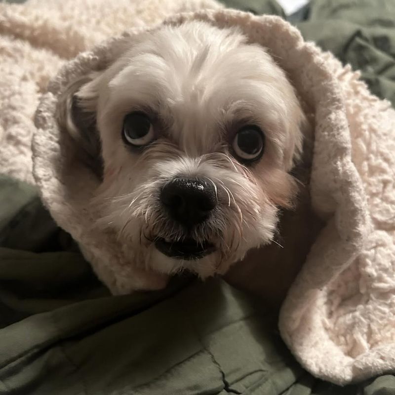 Lhasa Apso